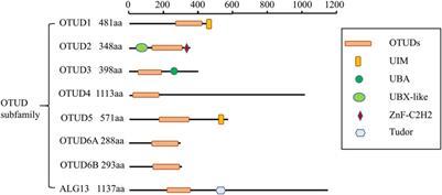 Deubiquitinase OTUD3: a double-edged sword in immunity and disease